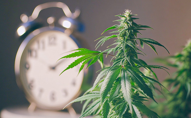 Выбор времени для харвеста