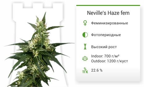 Сорт марихуаны Neville's Haze Neville's Haze fem (Green House Seeds)