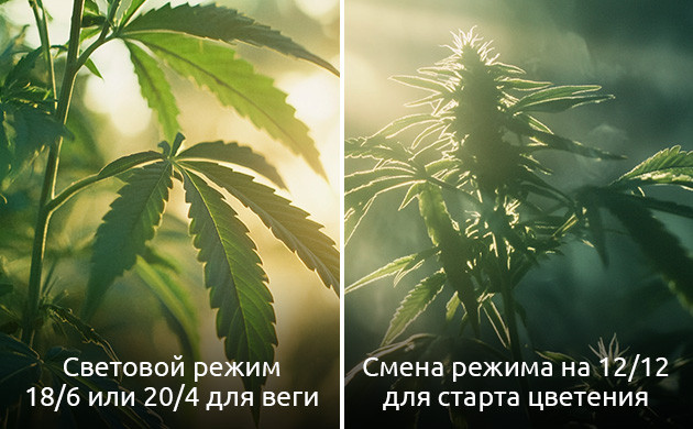 Световой режим для фотопериодной конопли на веге и цветении Световой режим для фотопериодной конопли
