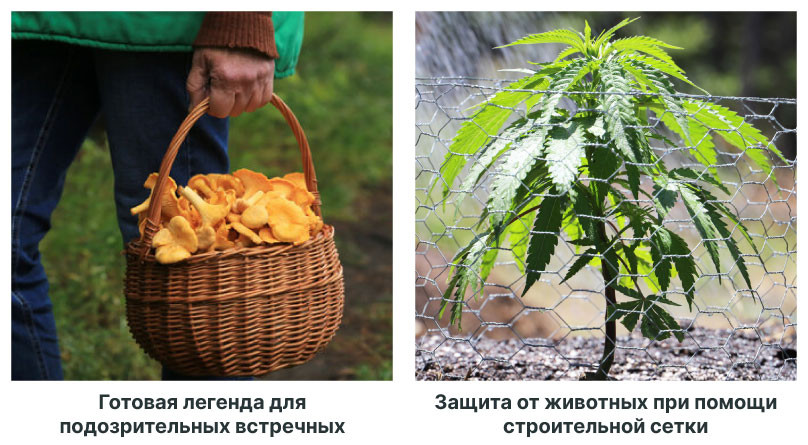 Как обезопасить свою плантацию в лесной зоне Секреты безопасного грова в лесу