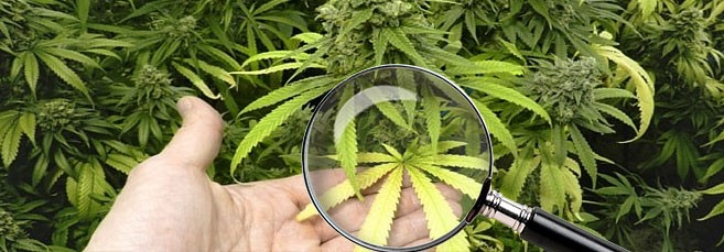 Определение проблем марихуаны по внешнему виду Диагностика болезней конопли