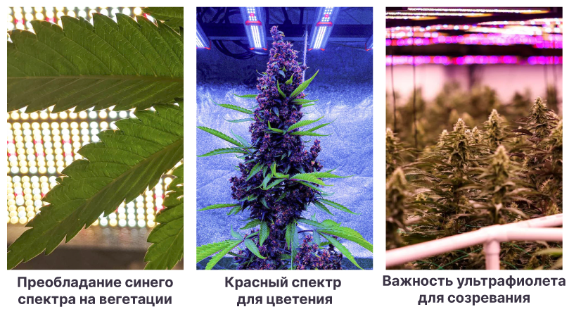 Выбор лампы для каждой стадии развития конопли Спектры и развитие конопли