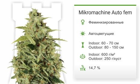 Сорт марихуаны Auto White Widow Mikromachine Auto fem от Kannabia Seeds