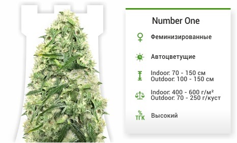 Number One auto (Doctor’s Choise) Number One auto (Doctor’s Choise)