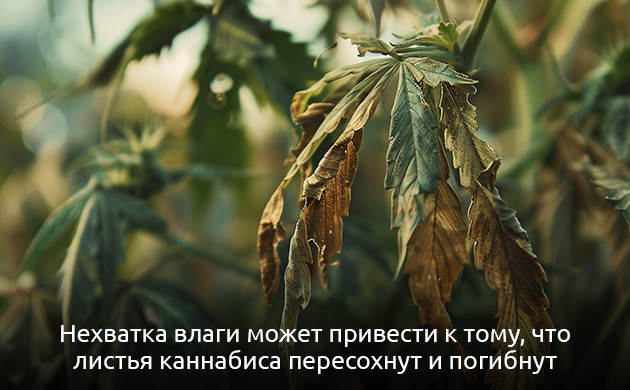 Неинфекционные заболевания листьев конопли Признаки недостатка влаги