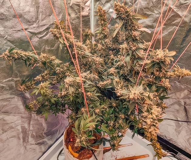 Куст Dozy Doz на последней неделе выращивания