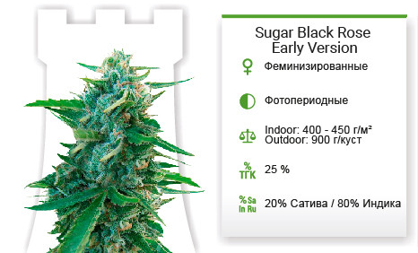 Сорт марихуаны Sugar Black Rose Early Version Sugar Black Rose Early Version от Delicious Seeds