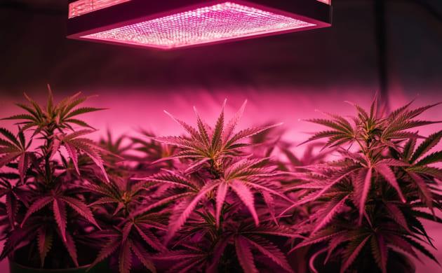 Ревегетация конопли: как вернуть куст к жизни после стресса и получить второй урожай Уход за растением после обрезки