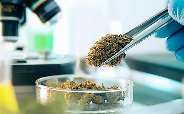 Терапевтический потенциал конопли Заключение