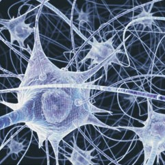 Клетки мозга и КБХ нейроны при употреблении КБХ