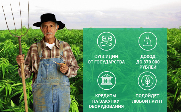 Производство технической конопли в современной России Плюсы выращивания технической конопли