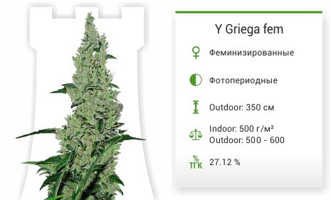 Сорт конопли Y Griega Y Griega от Medical Seeds