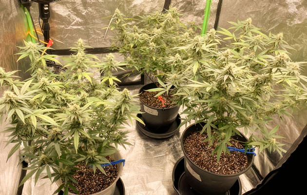 Обрезка попкорна Кусты Blueberry Muffin на 12 неделе выращивания