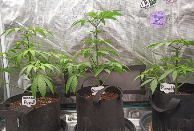 Кусты Banana Punch на 5-6 неделе выращивания