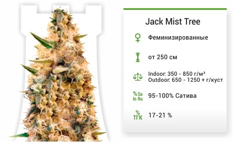 описание сорта Jack Mist Tree описание сорта Jack Mist Tree