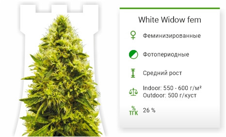 Сорт марихуаны White Widow White Widow от Victory Seeds