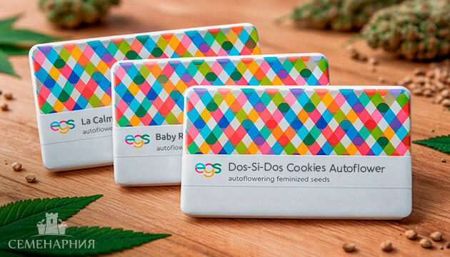 Новинки от Easy Grow Seeds Трио Easy Grow Seeds