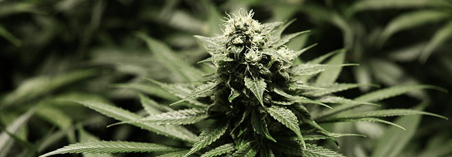 Полив конопли Созревание автоцветущей марихуаны