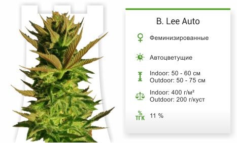 Сорт конопли B. Lee Auto B. Lee Auto от Kannabia Seed Company