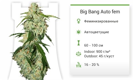 Big Bang Auto fem от Green House Seeds