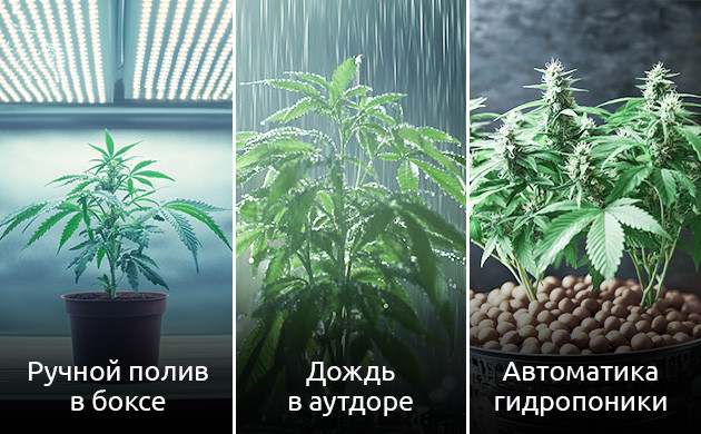 Методики полива каннабиса Виды полива в зависимости от способов выращивания конопли