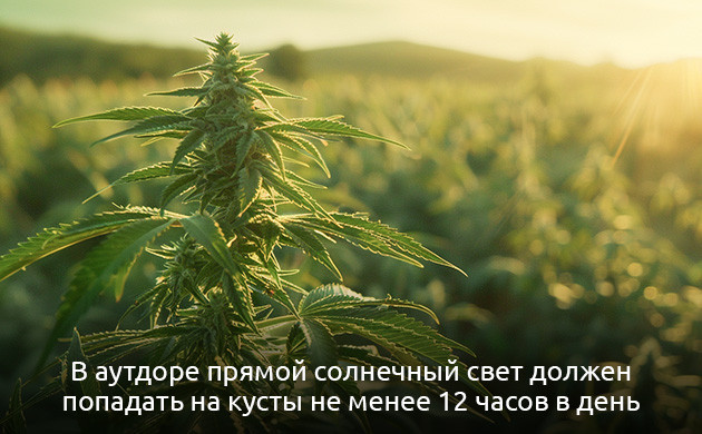 Освещение конопли в аутдоре Освещение в открытом грунте