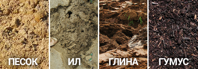 Виды грунта для конопли Виды почвы для выращивания конопли