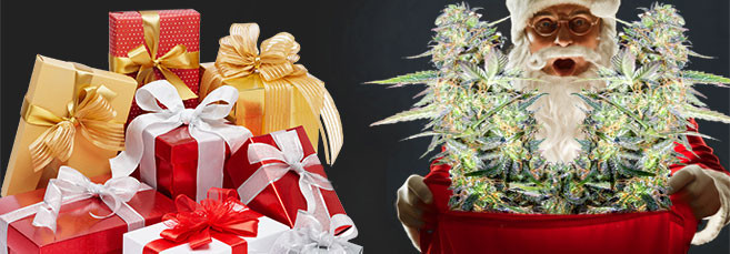 Новогодняя акция от Семенарнии Новогодняя акция от Семенарнии