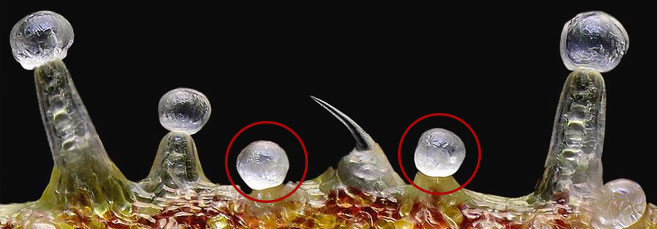 Головчатые бесчерешковые железы Как выглядят головчатые железы под увеличением