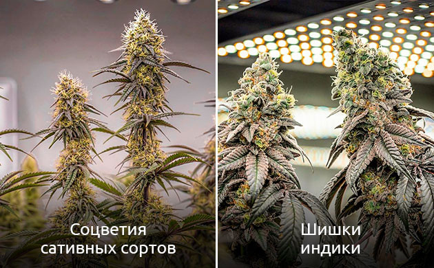 Как отличать соцветия разных видов конопли Отличия соцветий сативы и индики