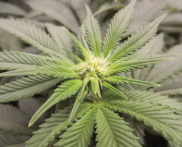 Начало цветения на 9 неделе Соцветие Grandaddy Purple на 9 неделе выращивания