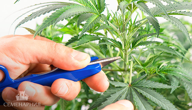 Смысл дефолиации Дефолиация конопли