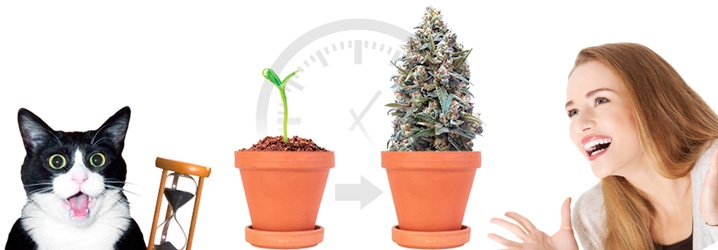 Быстроцветущая конопля Быстроцветущая конопля