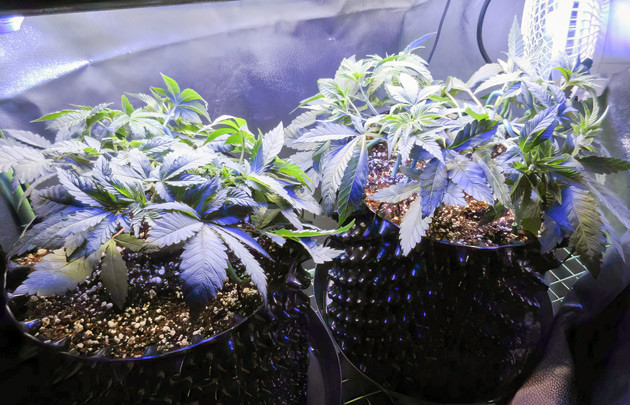 Мейн-лининг на 5 неделе выращивания Кусты после топпинга