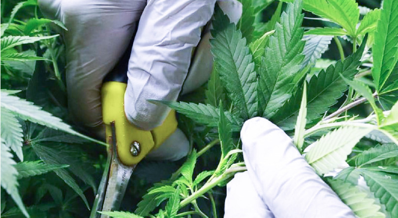 Обрезка побегов по время вегетации Обрезка побегов