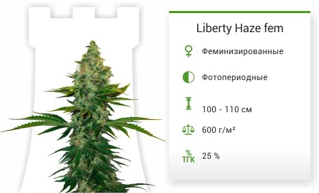 Сорт конопли Liberty Haze Liberty Haze fem