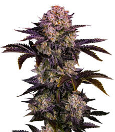 Frostbanger Auto F4 fem (FastBuds)
