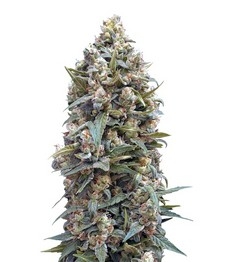 00 Kush fem (00 Seeds)