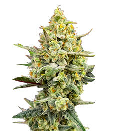 Cherry Cola Auto RF3 fem (FastBuds)