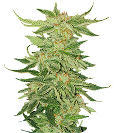 Mimosa Evo fem (Barney's Farm)