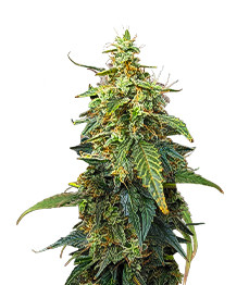 Fat Bastard Auto fem (Blimburn Seeds)