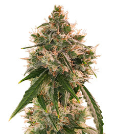Wedding Cake Autoflower fem (Easy Grow Seeds)