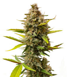 Strawberry Gorilla Auto RF3 fem (FastBuds)