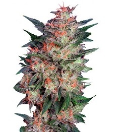 White Widow fem (Dutch Passion)