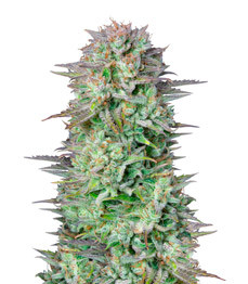 Kosher Cake Auto fem (FastBuds)