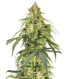 Auto CBD-Victory fem (Dutch Passion)