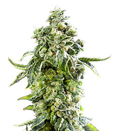 DDoS #33 fem (Herbies Seeds)