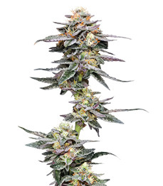 Vanilla Frosting fem (Humboldt Seed Company)