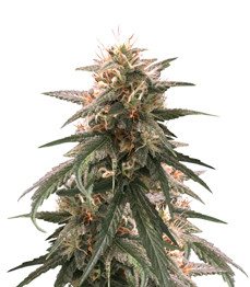 Strawberry Amnesia fem (Herbies Seeds)