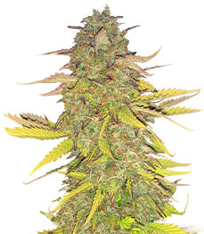 Acid Rain Autoflower (LSD) fem (Easy Grow Seeds)